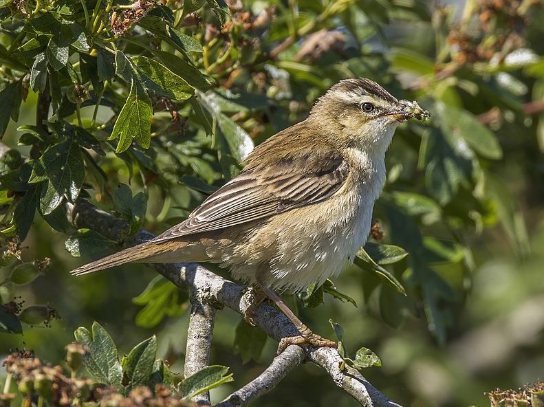 Acrocephalus schoenobaenus Foltos nádiposzáta wiki 1