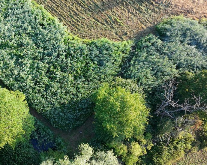 Ügyelnek rá, hogy a víz jelentős árnyékolást kapjon. Honos füzfélékkel árnyékolják a medreket, a nádasokat pedig nem kaszálják. Fotó Centauri (2E)