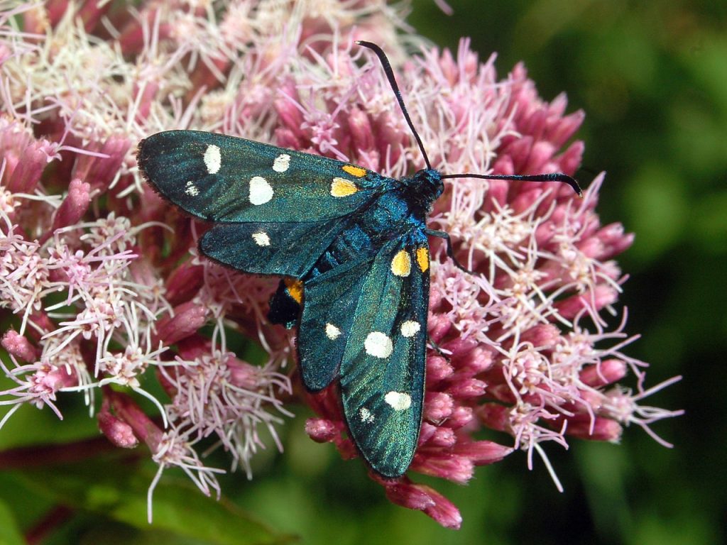 Zygaenidae_-_Zygaena_ephialtes változékony csüngőlepke wiki en