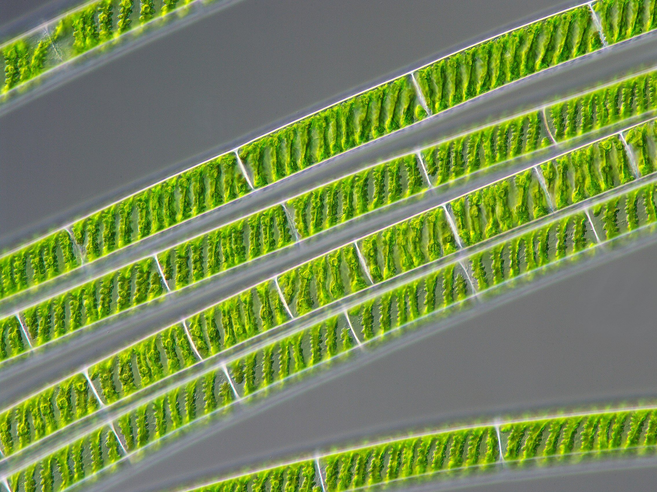 alga wiki en plankton fitoplankton mikrobiológia hirdobiológia