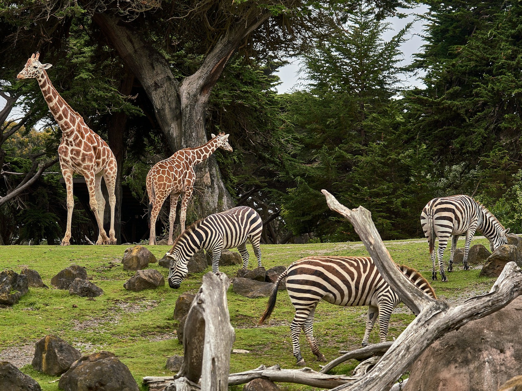 állatkerti szaporítás állatok állatkert zsiráf zebra