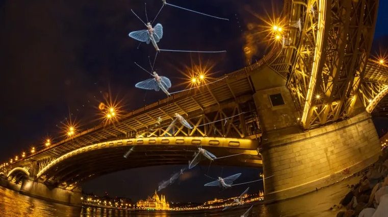 duna kérész dunavirág dunavirágzás 2025