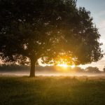 hideg hajnal táj fa napfelkelte augusztus