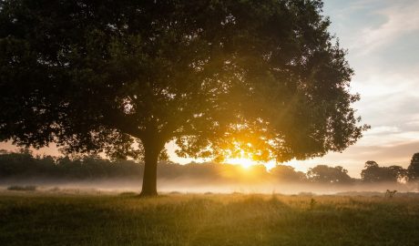 hideg hajnal táj fa napfelkelte augusztus