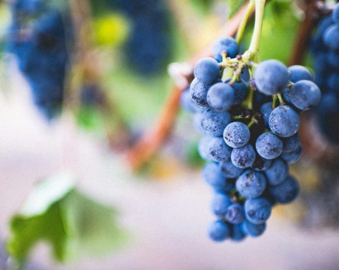 szőlő növényvédelme szőlőtőke szőlőültetvény védelem madarak denevérek