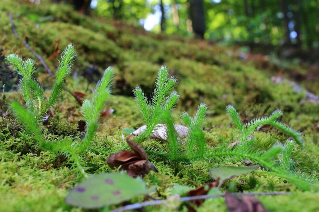 uj-kapcsos-korpafu-elofordulas-a-nyugat-zala nemzeti park illyés zoltán 2