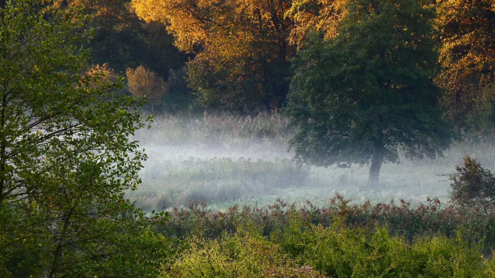2000 Hajnlai köd birtok rezervátum les szeptember 2025.09.21.