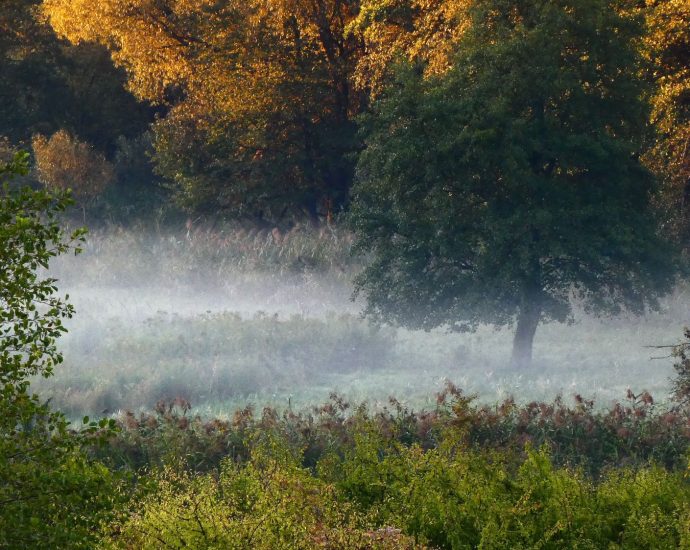 2000 Hajnlai köd birtok rezervátum les szeptember 2025.09.21.