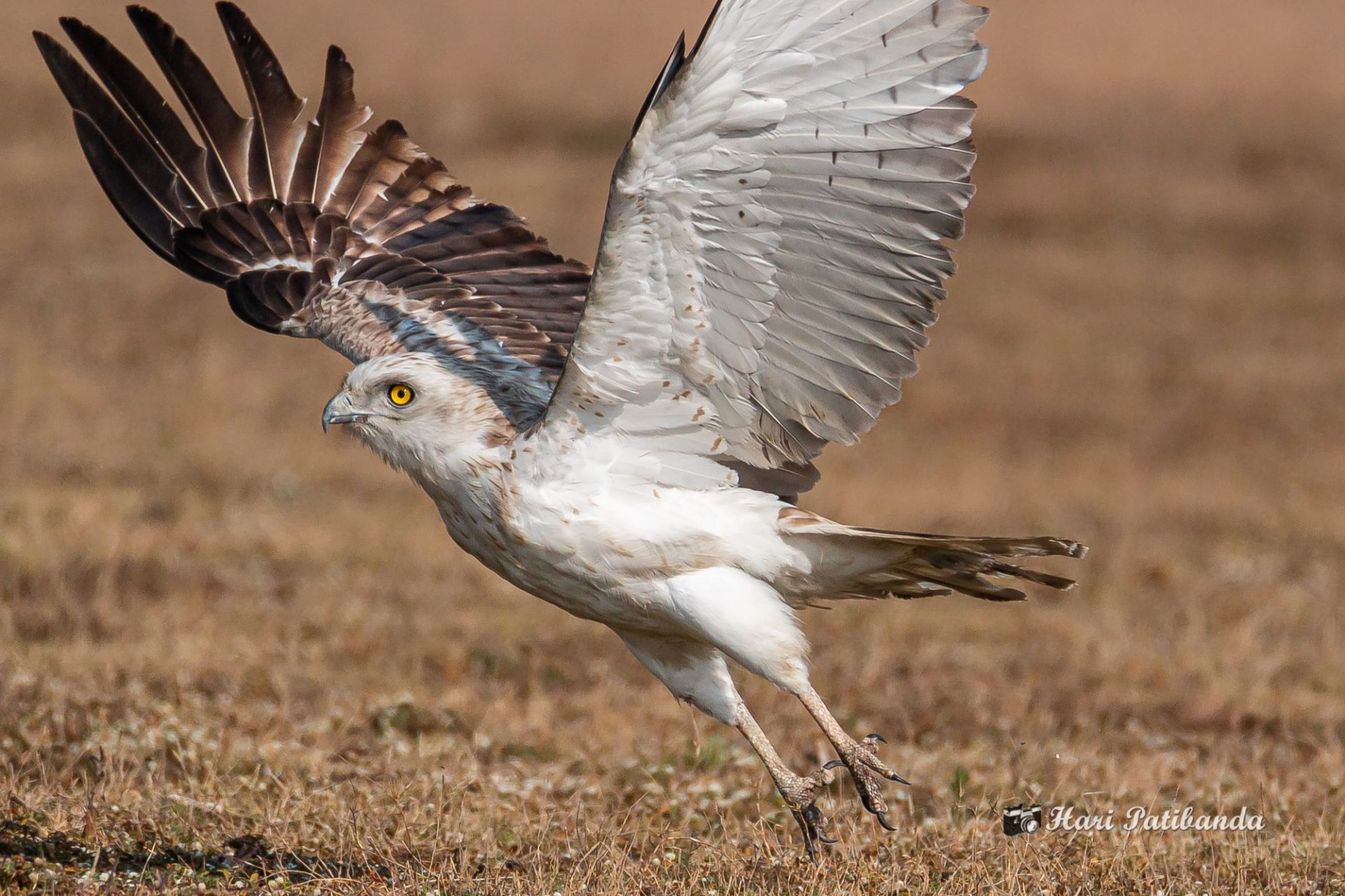 2000 Kígyászölyv short-toed snake eagle fotó wikimedia 2