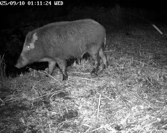 2000 Vadkan eső előtt 2025.09.10.