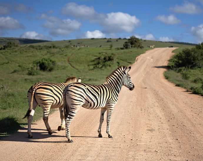 Afrika zebra szavanna állatok állatvilág pixa