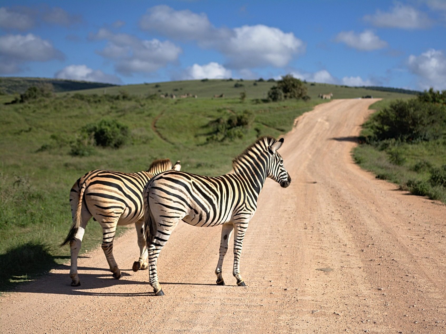 Afrika zebra szavanna állatok állatvilág pixa