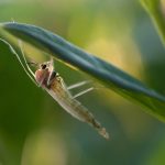 Chironomidae árvaszúnyog árvaszúnyogok ellen