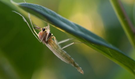 Chironomidae árvaszúnyog árvaszúnyogok ellen