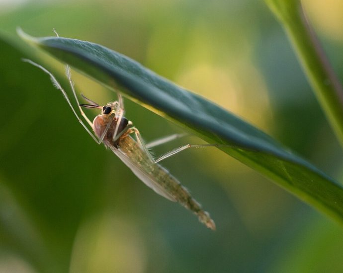 Chironomidae árvaszúnyog árvaszúnyogok ellen