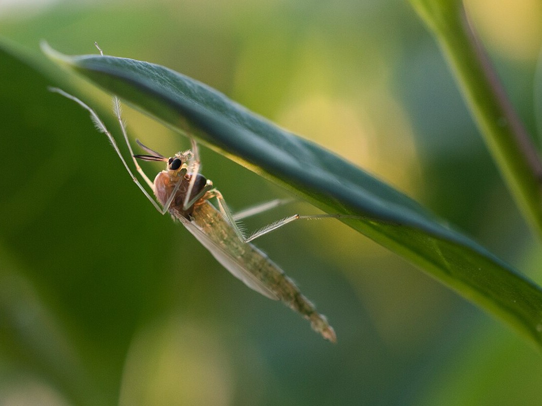 Chironomidae árvaszúnyog árvaszúnyogok ellen