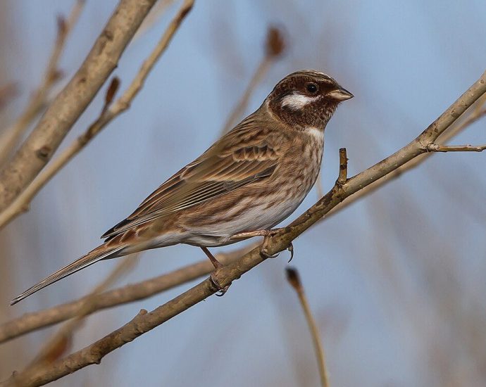Fenyősármány sármányok ritka madarak voulás kóborlás madárritkasgok wiki