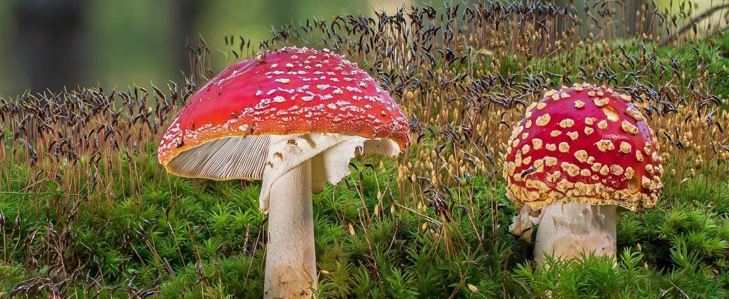 gomba ősz erdő 2025 pixa 5