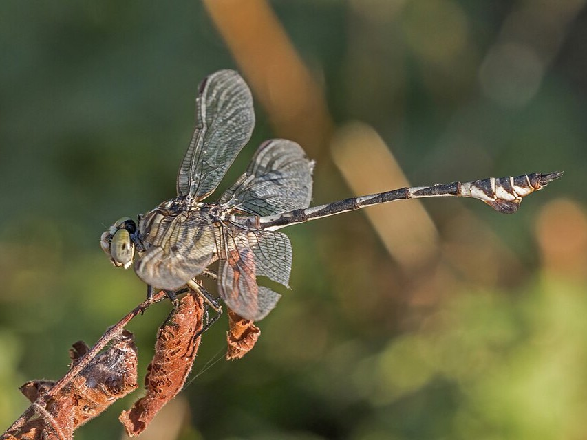 új szitakötőfajt Lindenia tetraphylla Macedonia