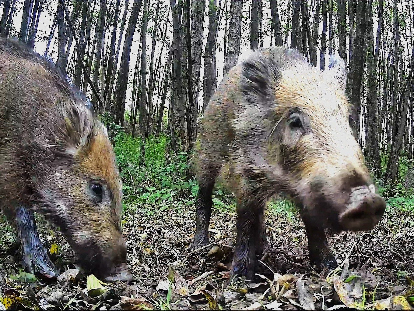 5 vadmalac vaddisznó vadkamera nagyvad