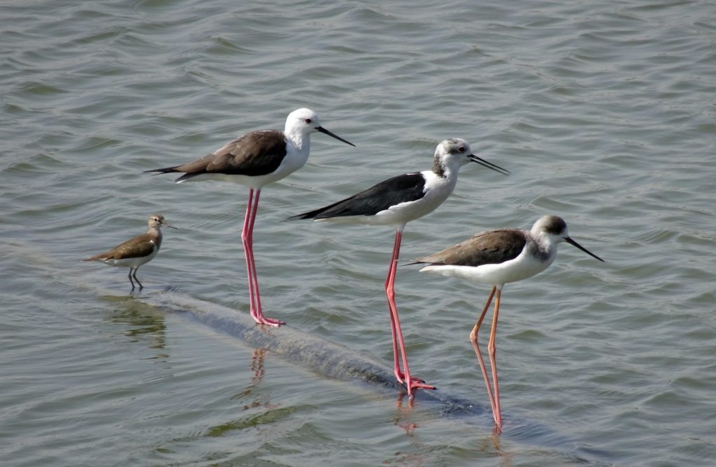 gólyatöcs Himantopus cankó partimadarak pixa