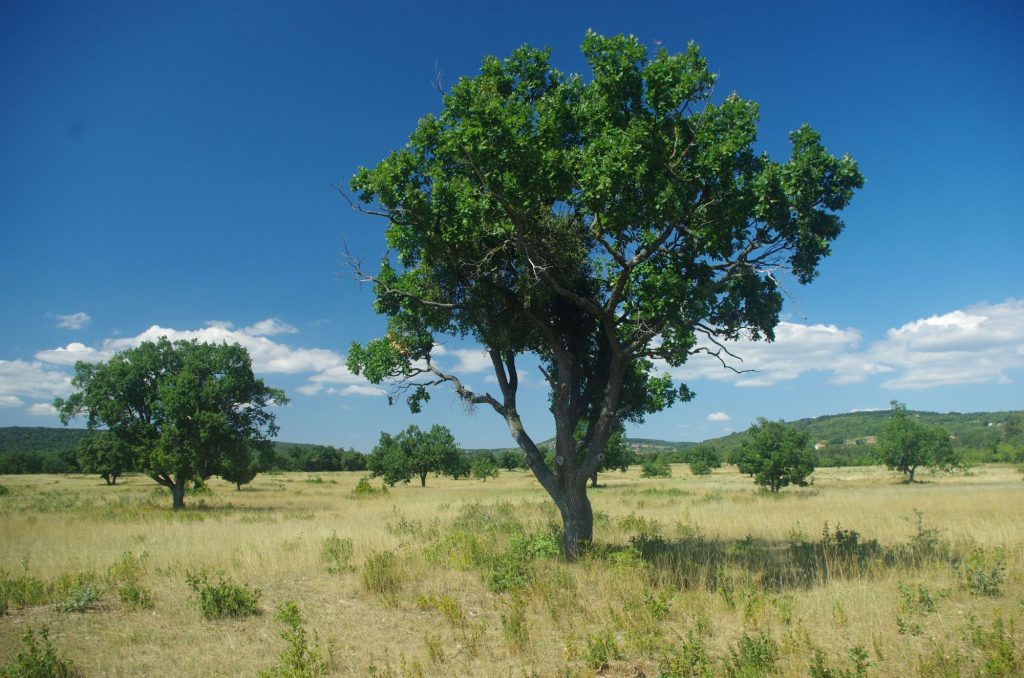 2000 Az év élőhelye 2025. Fás legelő a Balaton-felvidéken