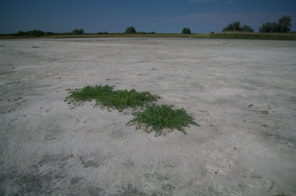 2000 Az év élőhelye 2025. Szikes tómeder sóballával