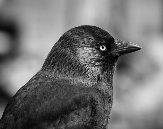csóka Corvus monedula jackdaw varjúfélék madarak pixa 4