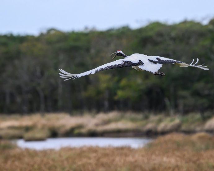 daru Grus grus crane pixa mocsár