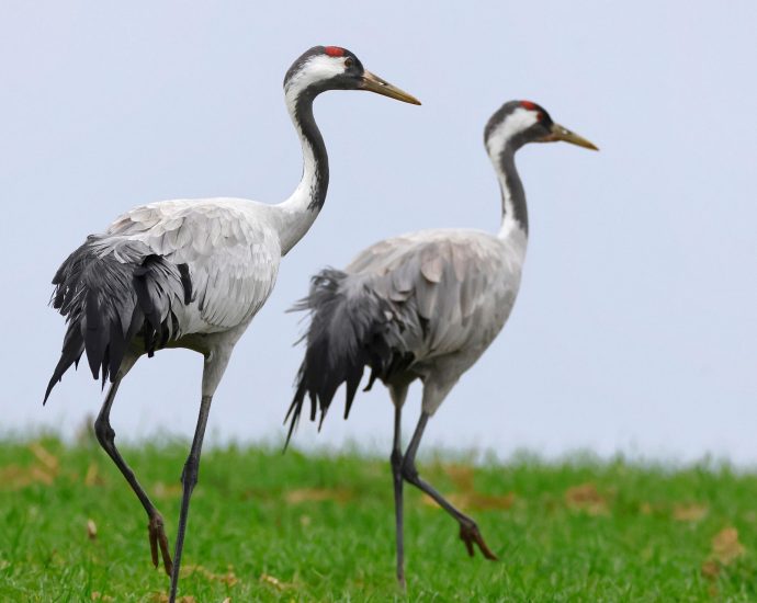 daru grus grus crane pixa 1