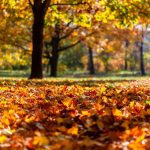 október hőmérséklet átlag ősz levelek napsütés napfény park fák