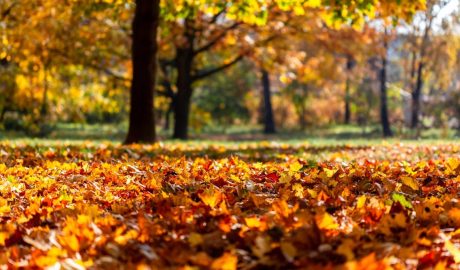 október hőmérséklet átlag ősz levelek napsütés napfény park fák