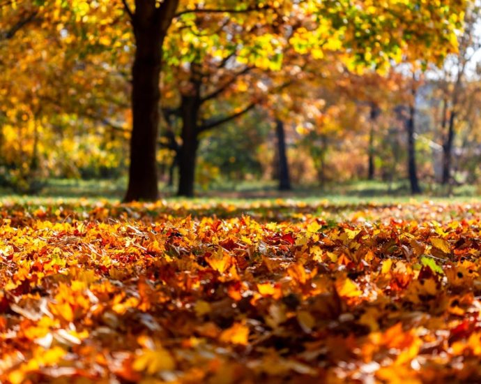 október hőmérséklet átlag ősz levelek napsütés napfény park fák