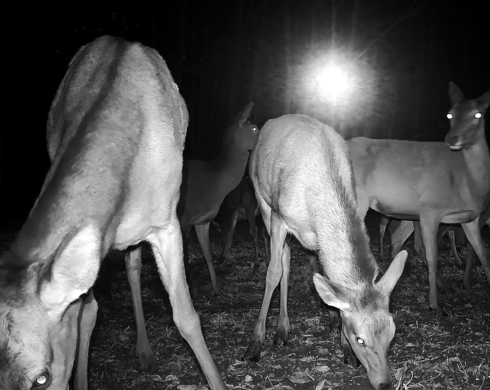 sok sok szarvas gímszarvas vadkamera Cervus elaphus gímtisztás szerk