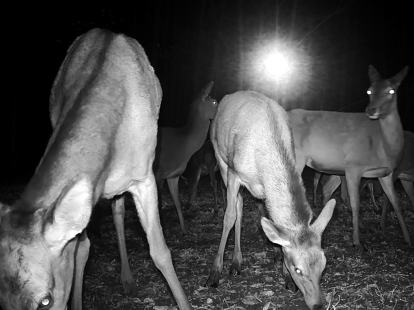 sok sok szarvas gímszarvas vadkamera Cervus elaphus gímtisztás szerk