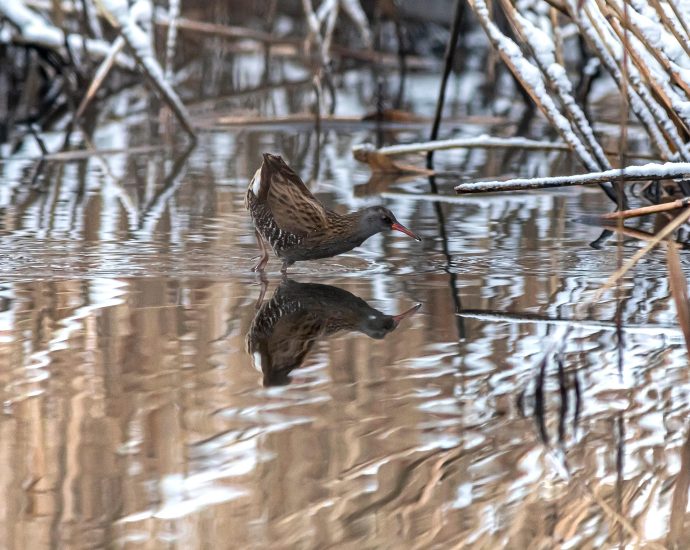 telelő guvat Rallus aquaticus pixa