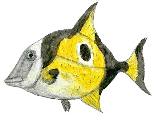 Coelodus_saturnus_restoration őshal wiki