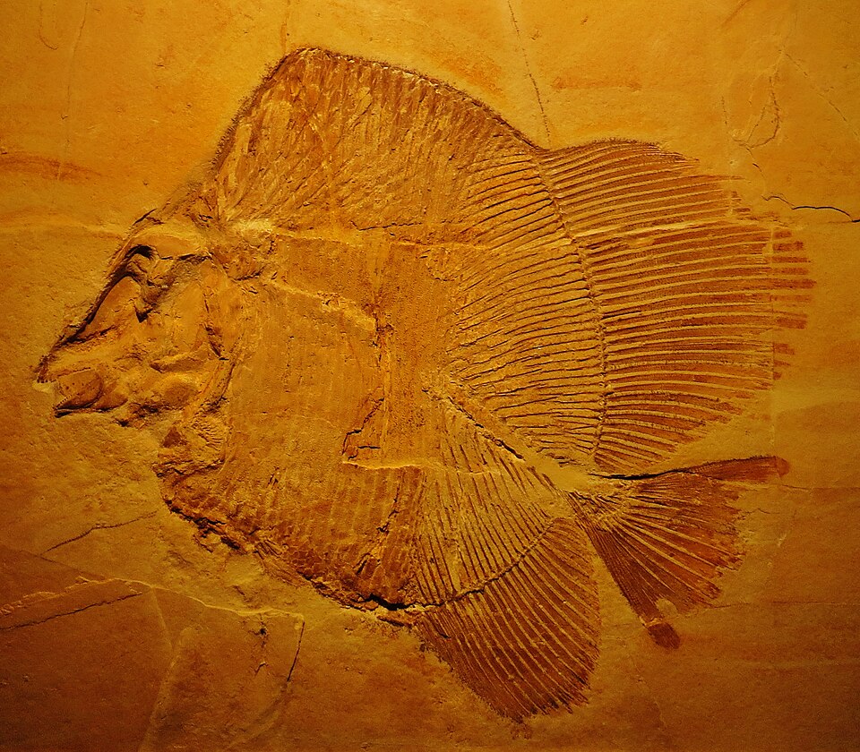 Pycnodontiformes őshal wiki