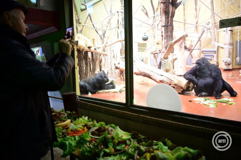 gorilla állatkert Dr. Sós Endre majmok mti 3