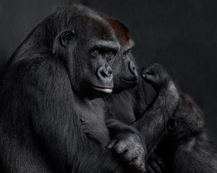 gorilla állatkert majmok majomszabásúak állatkert állatvilág pixa 1