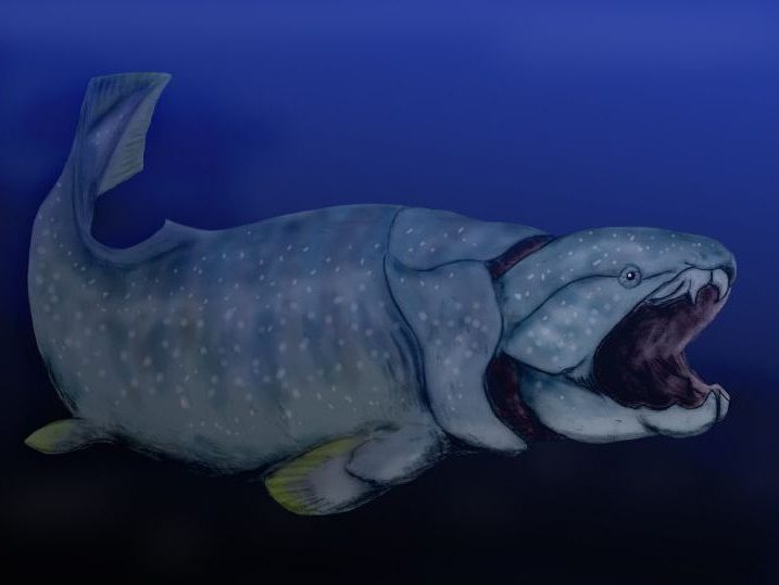 őshal wikipédia Dunkleosteus terrelli