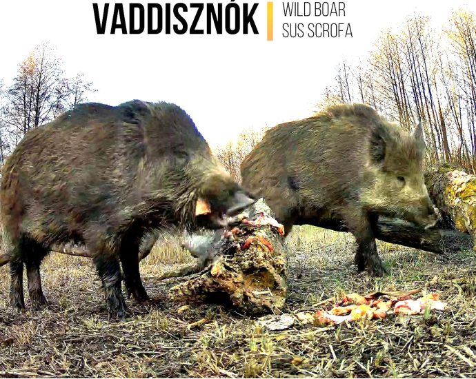 ötök szuperdisznók hollóetetőn nappal 46