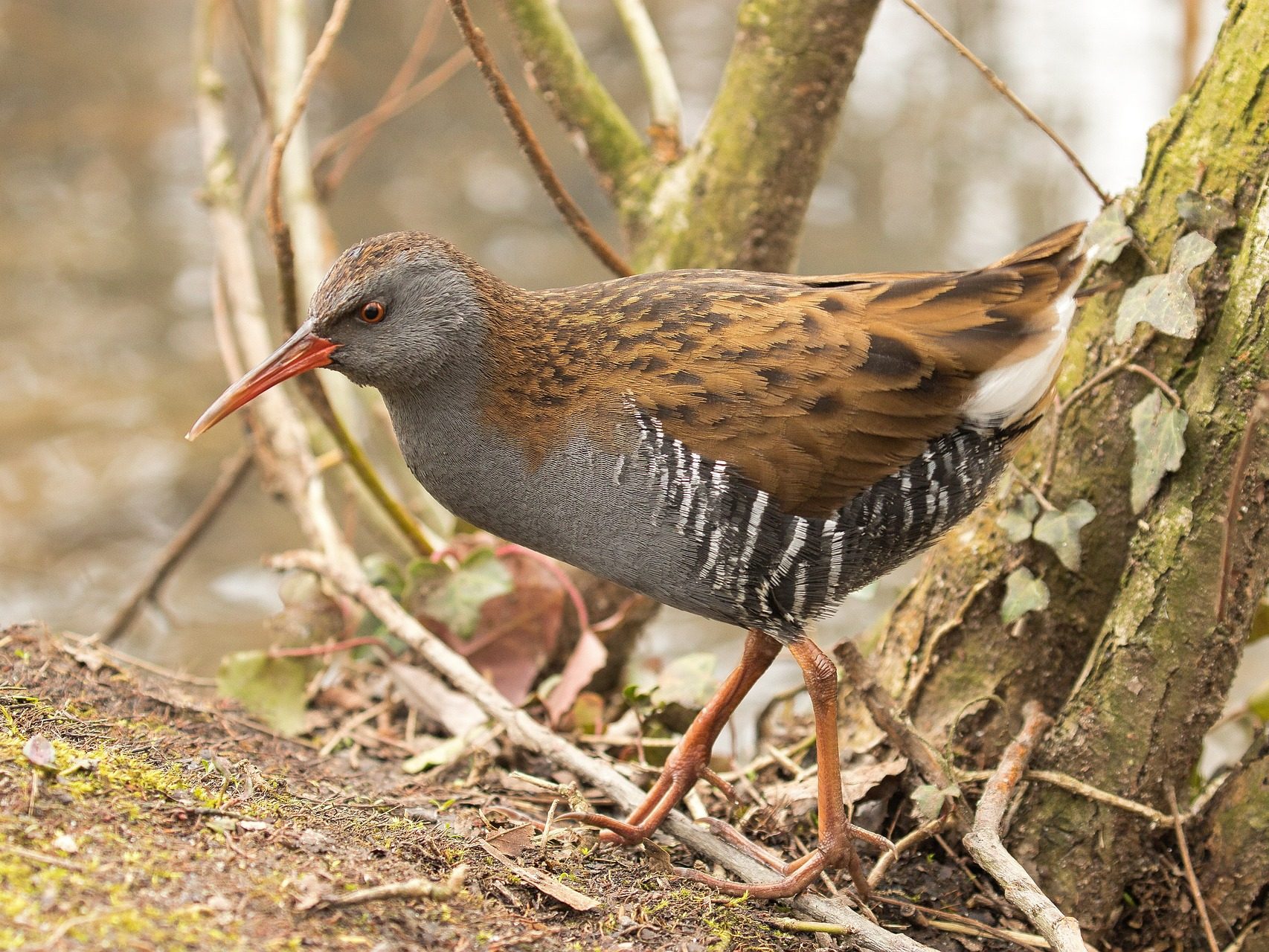 water-rail guvat Rallus aquaticus pixa 2