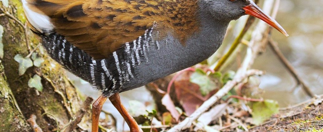 water-rail guvat Rallus aquaticus pixa 2 szerk 169