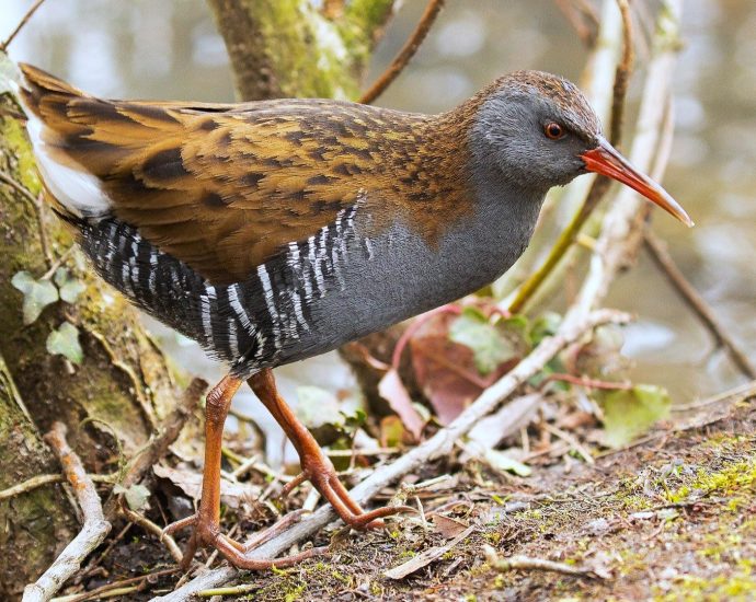 water-rail guvat Rallus aquaticus pixa 2 szerk 169