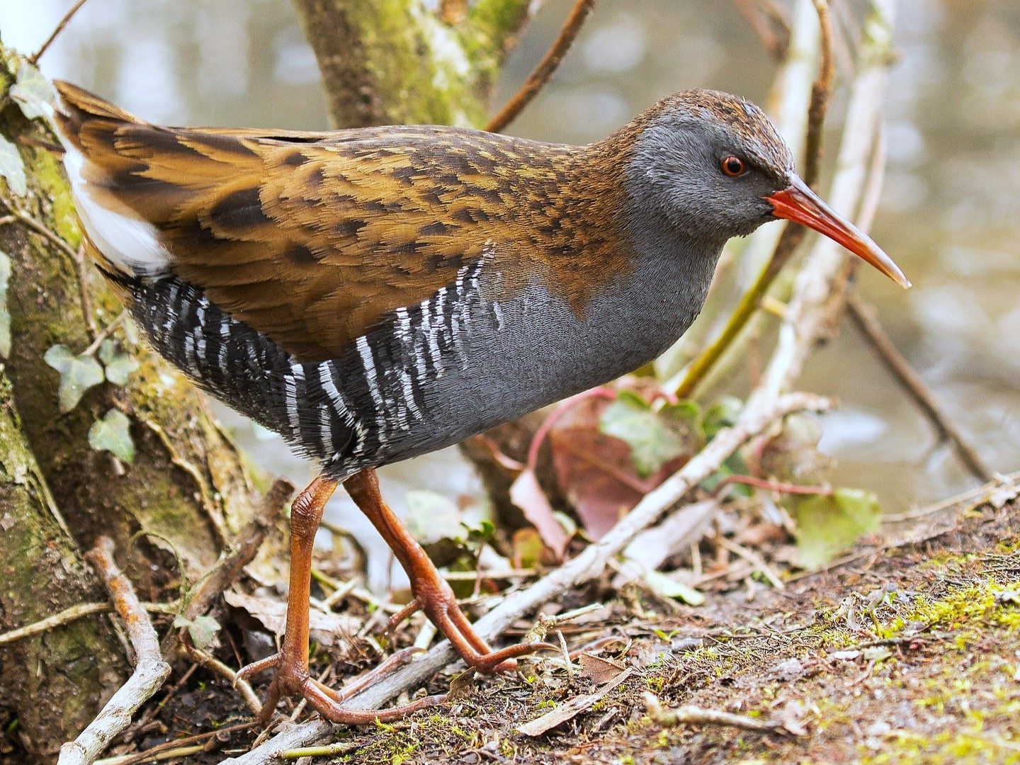 water-rail guvat Rallus aquaticus pixa 2 szerk 169