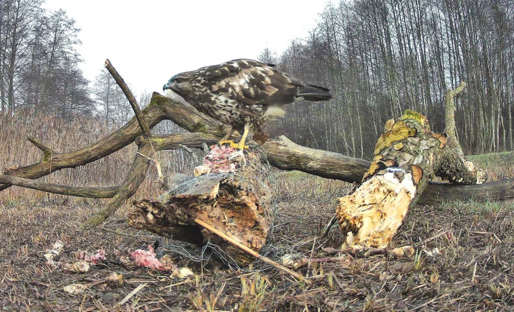 2000 hollóetető ölyv egerészölyv ölyvek vadkamera 6