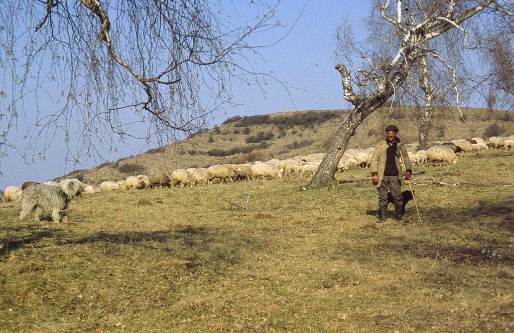 Év élőhelye fáslegelő - Hagyományos pásztoroló legeltetés Erdélyben (Szili István)