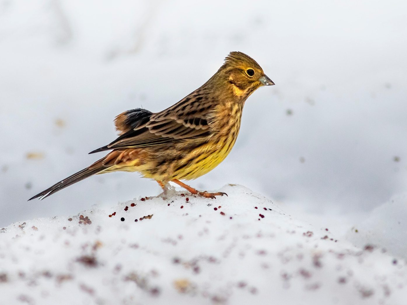 citromsármány emberiza citrinella pixa 1