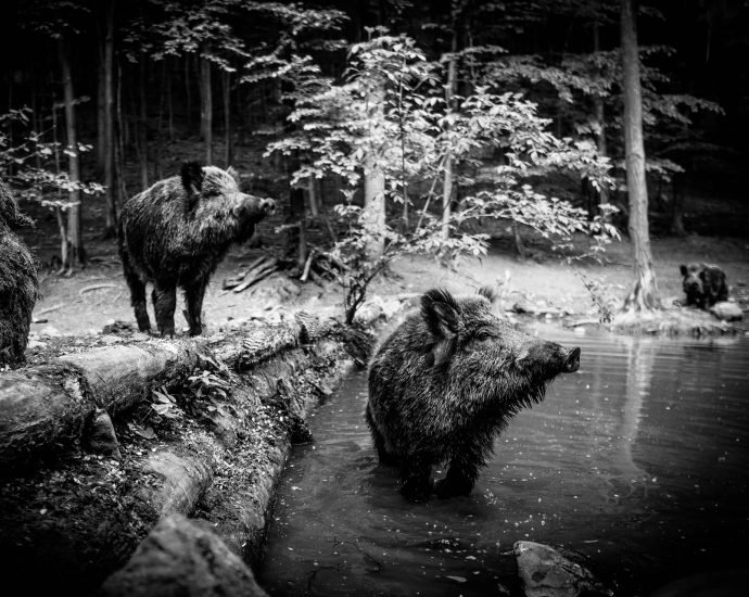 disznó vaddisznó nagyvad állatvilág állat vadászat vadkamera wild boar pixa 1